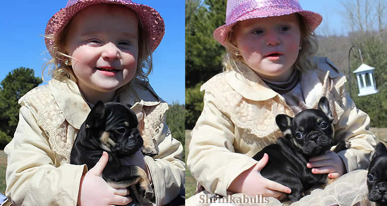 black french bulldog puppies for sale